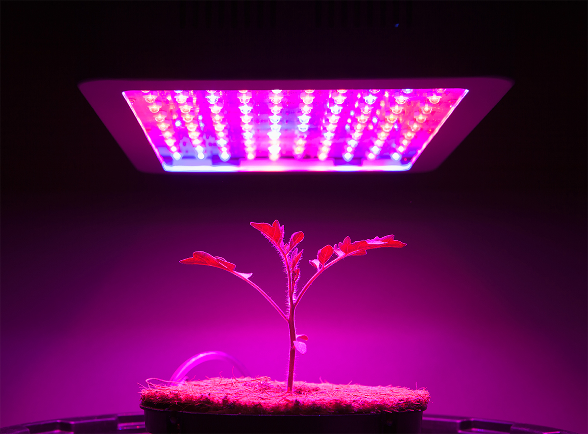 LED رشد گیاه